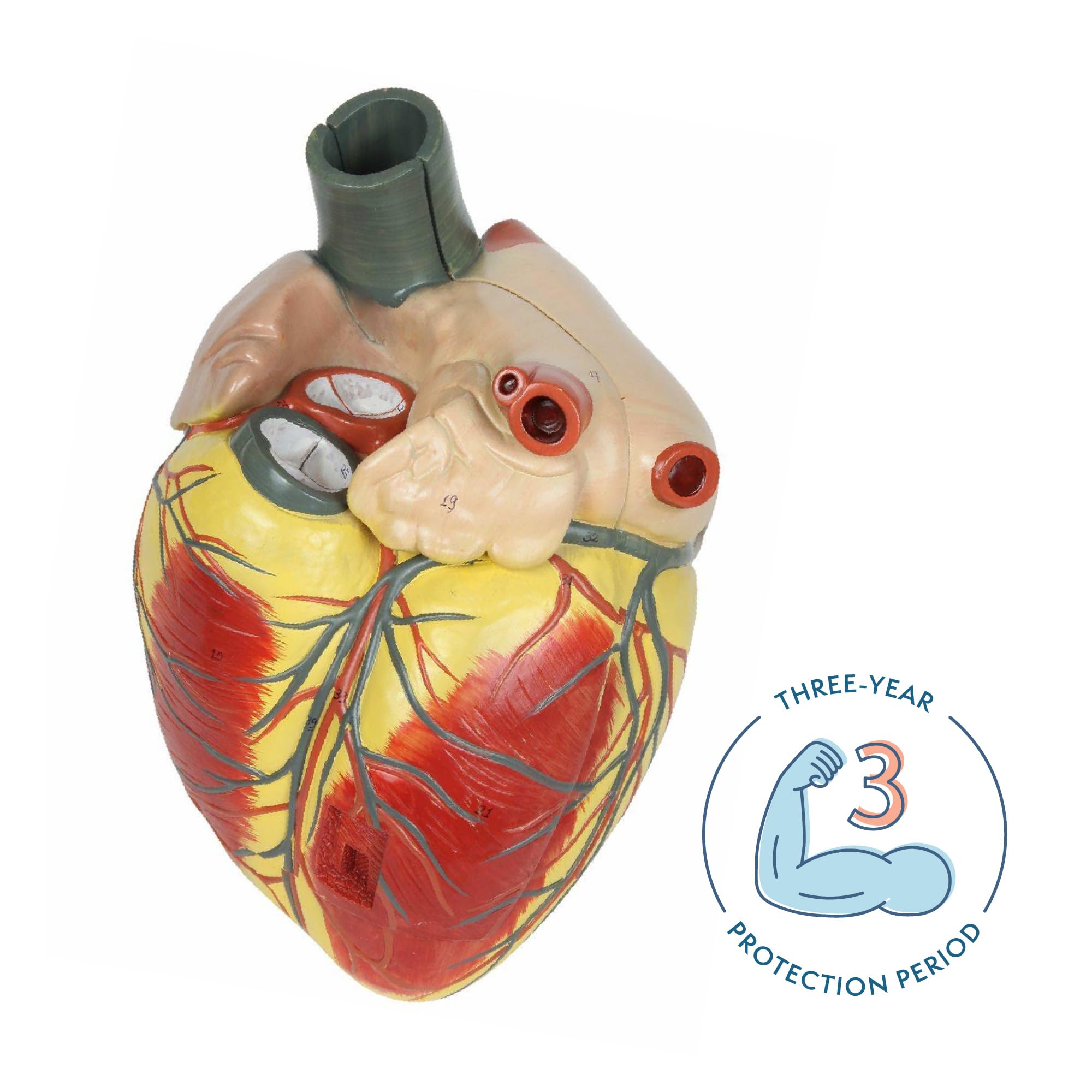Large Human Heart Model, 3x Life-Size, 3-Part Numbered Anatomical Heart Illustrates 34 Internal Structures, Magnetically Connected, Includes Product Manual, Made by Axis Scientific
