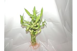 JM BAMBOO jmbamboo-Lucky Bamboo 4'' Inches Spriral 10 Stalks+ 10 Bottles of mo'green Lucky Bamboo Fertilizer Plant Food By jmbamboo