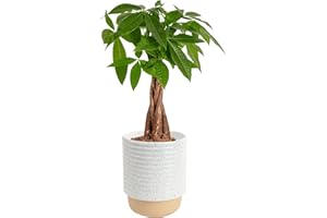 Costa Farms Money Tree Live Plant in Decorative Pot, Air Purifying, Braided Indoor Houseplant, Perfect for Home, Room, or Office Decor, Great House Warming or Birthday Gift, 12-16 Inches Tall