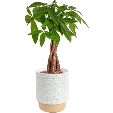 Amazon Best Sellers: Best Live Indoor House Plants