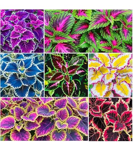 Amazon.com : New 100pcs Coleus Plant Seeds Blue Generic : Patio, Lawn &  Garden