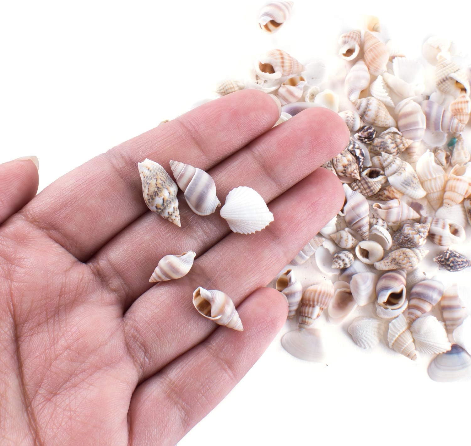 Vase Fillers - Tiny Miniature Fairy Garden Beach Critter Seashells Marine Life Collection for Arts & Crafts Projects, Decorations, Party Favors, Invitations (2 Tbsp Pack)