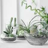 bhomescent Premium Horticultural Perlite 3–5mm 5L Fresh-Packed view 2