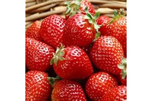 Giant Strawberry Seeds, Everbearing Fragaria Fruit Seeds, 300 Count Garden Planting Seeds