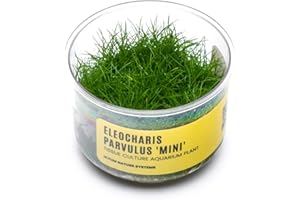 Ultum Nature Systems Mini Dwarf Hair Grass Eleocharis Parvulus Tissue Culture Live Plant for Aquarium, Aquascape, Freshwater Fish Tanks - 100% Snail Free in Vitro