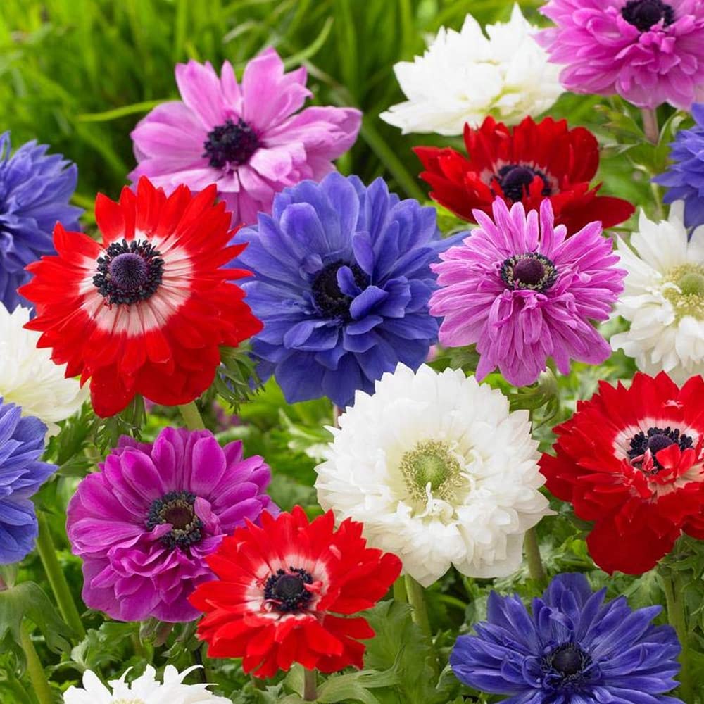 8 x Anemone St Brigid – Borders & Beddings – Premier Collection – Lavish & Colourful Silky Double Blooms – Florists Favourite Perennial – for Your Beautiful Garden