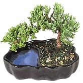 Brussel's Bonsai - Small Juniper Live Bonsai Tree, Potted Outdoor Plant | 3 Years Old, 4" - 6" Tall, Decorative Potted Plant, Ready to Display, Outdoor Plant for Patio, Garden or Entryway