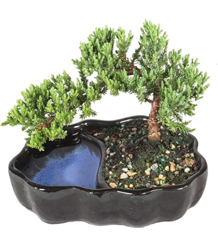 Amazon.com: Euphorbia heterochroma, African catedral Plant Bonsai Tree Rare  Cactus Exotic 2" : Grocery & Gourmet Food