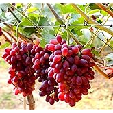 Grape Seeds for Planting 100+ Pcs