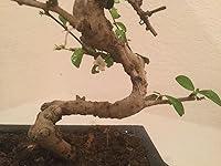 Review Image by Mind Healer Mind Healer