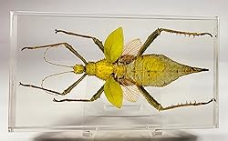 9" Real Giant Jungle Nymph Heteropteryx Dilatata in