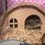 Wooden Hamster House – Pine Wood Hut With Openable Roof For Gerbils & Mice-588401