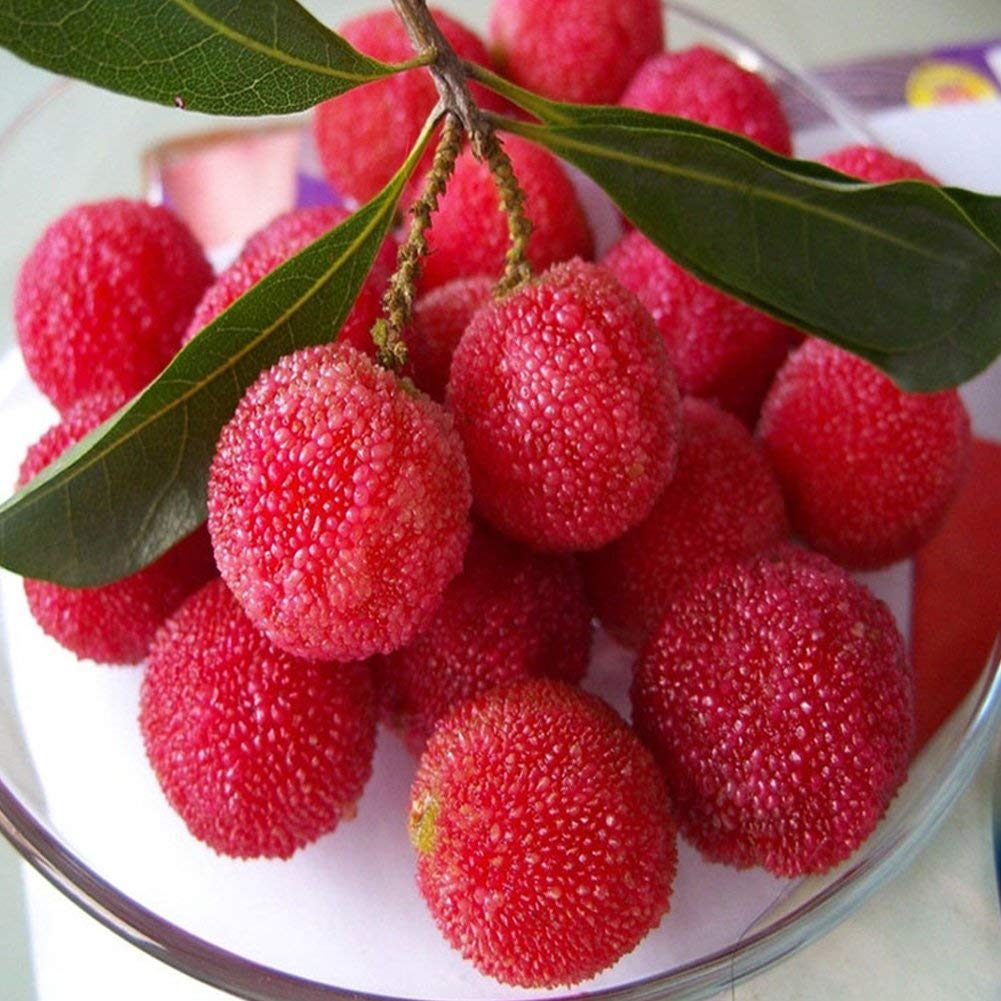 Клубничное дерево Arbutus unedo-20 семян