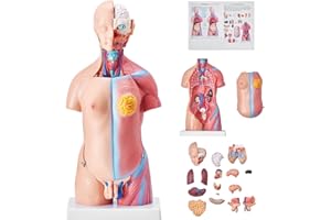 VEVOR Human Body Model 23 Parts 17inch Life Size Human Anatomy Model Unisex Human Torso Models Anatomical Skeleton Model Educational Teaching Tool for Medical Students Science Learning