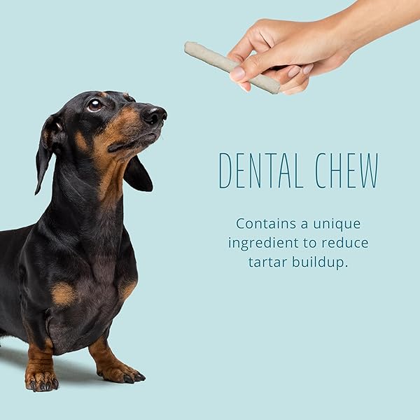BETTER BELLY HIGHLY DIGESTIBLE RAWHIDE DENTAL CHEWS, TREAT YOUR DOG TO A CHEW WITH NO ARTIFICIAL COLORS OR FLAVORS, 10 COUNT