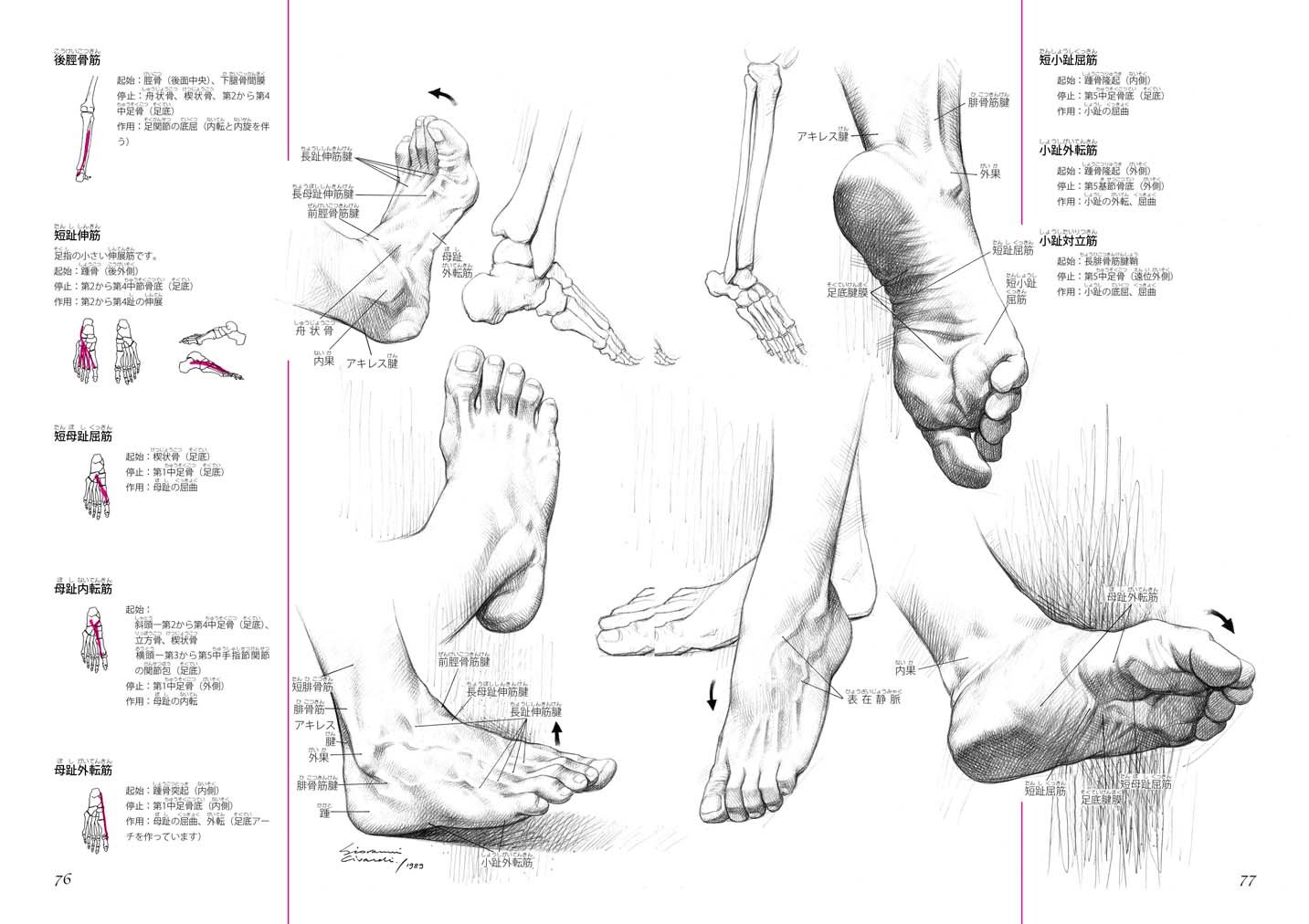 人体デッサンのための 美術解剖学ノート 骨と筋肉 これがわかれば絵は変わる Amazon Com Books