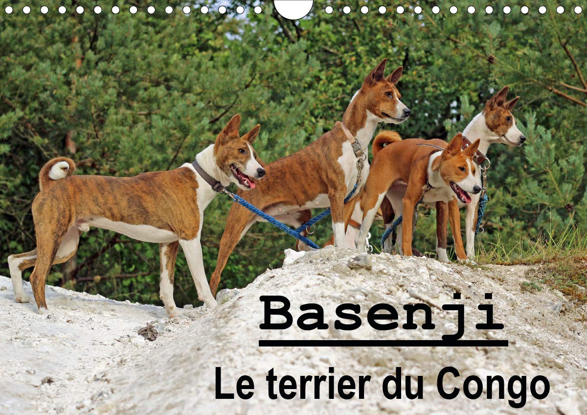race basenji