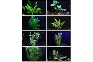 AQUALEAF AQUATICS 30+ Stems - 8 Species - - Anacharis, Amazon, Rotala, Ludwigia and More!