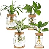 Dahey 4 Pcs Plant Propagation Stations Desktop Propagated Plant Jars Terrarium Glass Planters with Wooden Base and Lid Hydroponic Vase for Indoor Plants Tabletop Home Office Decor
