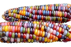100 Glass Gem Corn Seeds Non-GMO Popcorn Delicious Jewel-Toned Glass-Like Kernels Grown in USA Rare Ornamental and Edible HARLEY SEEDS Zea mays