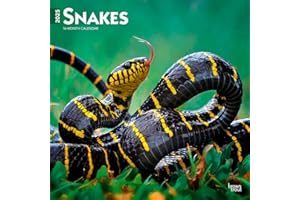 Snakes | 2025 12 x 24 Inch Monthly Square Wall Calendar | BrownTrout | Animals Nature Wildlife