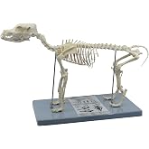 EISCO Dog Skeletal System, Anatomical Model, 12" Tall - Medical Quality, Mounted to Base- Eisco Labs