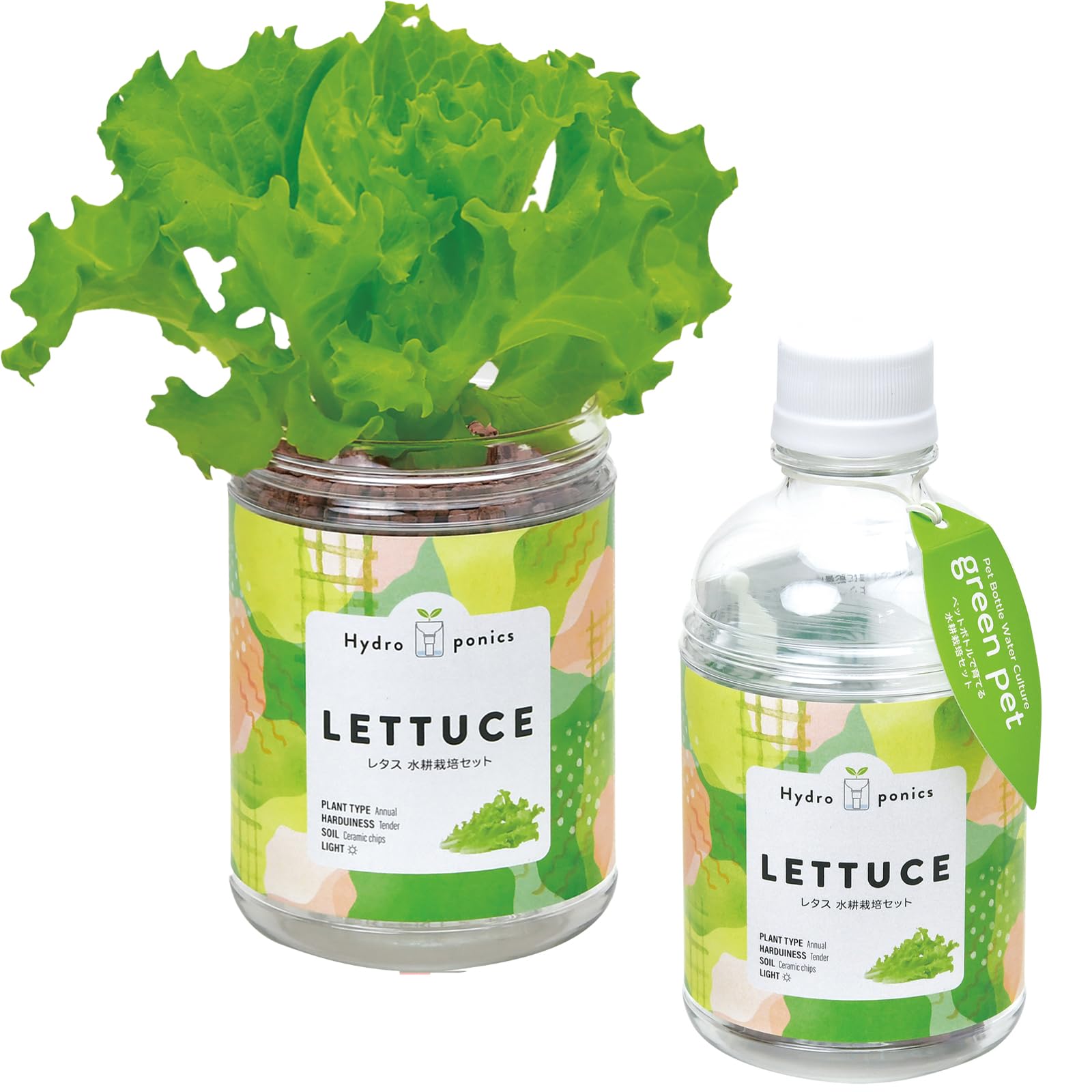 聖新陶芸 通年 家庭菜園 簡単 栽培キット レタス 野菜 栽培セット (自由研究/食育) 鉢の径約7cm グリーンペット 母の日 プレゼント 誕生日 GD-100204商品画像