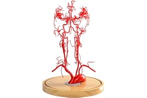 MediTrainer Brain Artery Model, Life-Size Intracranial Artery Model, High-Precision Whole Brain Vascular Model Intracranial Vascular Education Displa