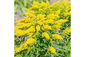 Outsidepride 5000 Seeds Perennial Solidago Stiff Goldenrod Flower Seeds for Planting