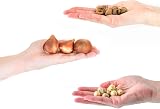 GreenBrokers Colour Collection Spring Flower Bulbs White 50 Pack view 4