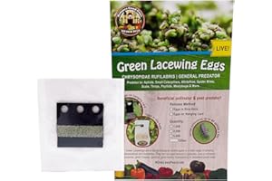BUG SALES Green Lacewing Eggs on Hanging Card - 1000 Count