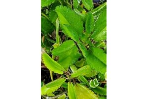 KVITER Rare Kalanchoe Pinnata Miracle Leaf Air Plants Bryophyllum Pinnatum rasa1ca (4" Plant)