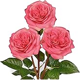 Arborus Artificial Roses - Set of 3 Long-Stem Real Touch Silk Roses, 24.4" Faux Flowers for Home Decor, Wedding Bouquets, Centerpieces & Floral Arrangements – Lifelike Violet Red Fake Roses