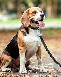 Taglory Dog Leash for Small Dogs, Double-Sided