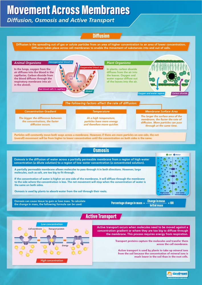 Daydream Education Movement Across Membranes | Science Posters | Gloss Paper measuring 850mm x 594mm (A1) | Science Charts for the Classroom | Education Charts