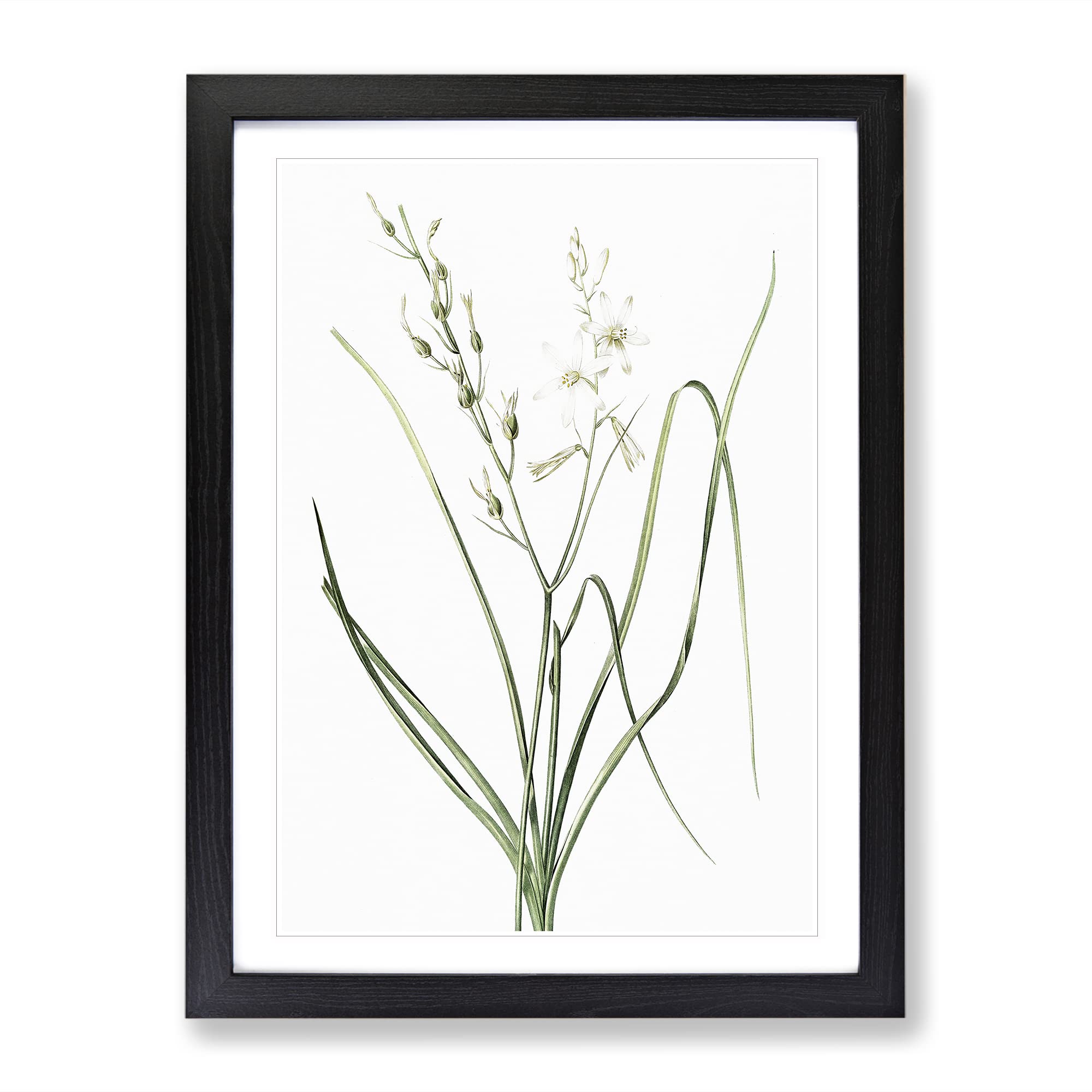 St Bernard'S Lily By Pierre Joseph Redoute Vintage Framed Wall Art Print, Ready to Hang Picture for Living Room Bedroom Home Office Décor, Black A4 (34 x 25 cm)