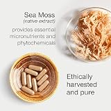 SuperSelf Sea Moss Capsules 2000mg 30 Each North Atlantic Irish Sea Moss Vegan view 4
