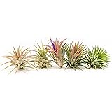 Air Plants Ionantha Mexican - Colors and Shape Varies Due to Seasonality-Live Tillandsia Succulent House Plants - Available i