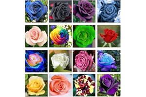 VGENKD 200+ Mix Rose Seeds for Planting Outdoors Flower Bush Perennial Shrub, Non-GMO Heirloom 90% Germination Rate Open Pollinated
