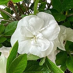 Blooming & Beautiful - Hardy Gardenia Azalea - 3