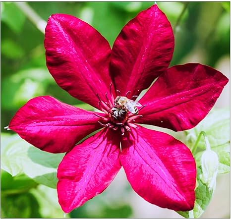 Amazon クレマチス球根 花と花壇 中庭の緑化 純粋で素敵 翡翠と花のように 花と花壇 美しい色 庭の植栽 世界的に有名 ちょっとかわいい 鉢植え 5 球根 1 花