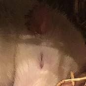 Amazon.com : Ivermectin Paste Dewormer - 6.08g dose @ 1.87 ...