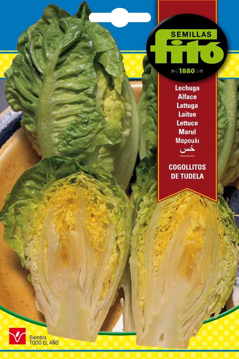 Semillas Fitó 2003 - Semillas de Lechuga Sucrine: Amazon.es: Jardín