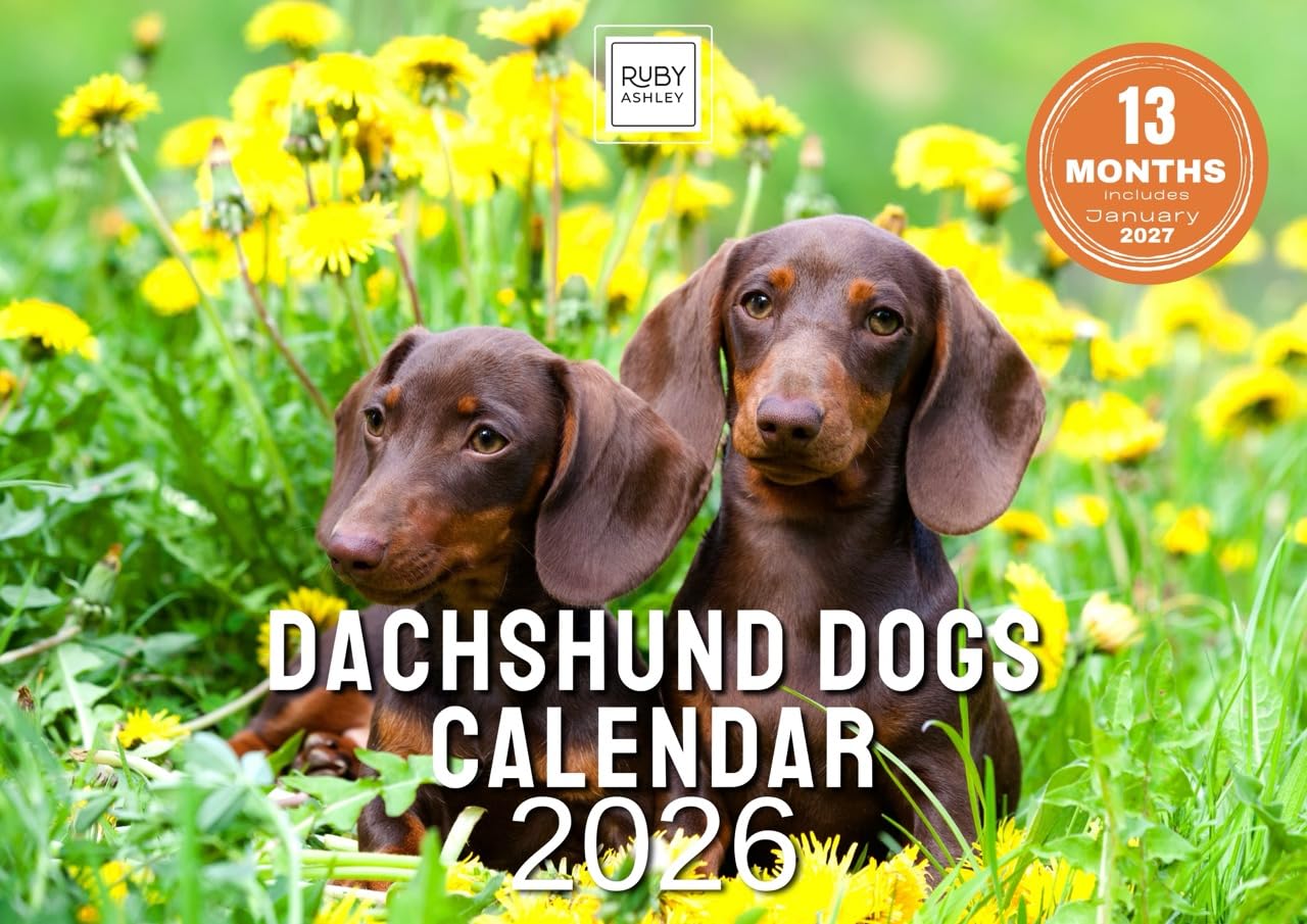 Dachshund Dogs Calendar 2026 – Sausage Dog & Puppy Wall Calendar UK – A4 to A3 with Space for Notes – Printed in the UK by Ruby Ashley®