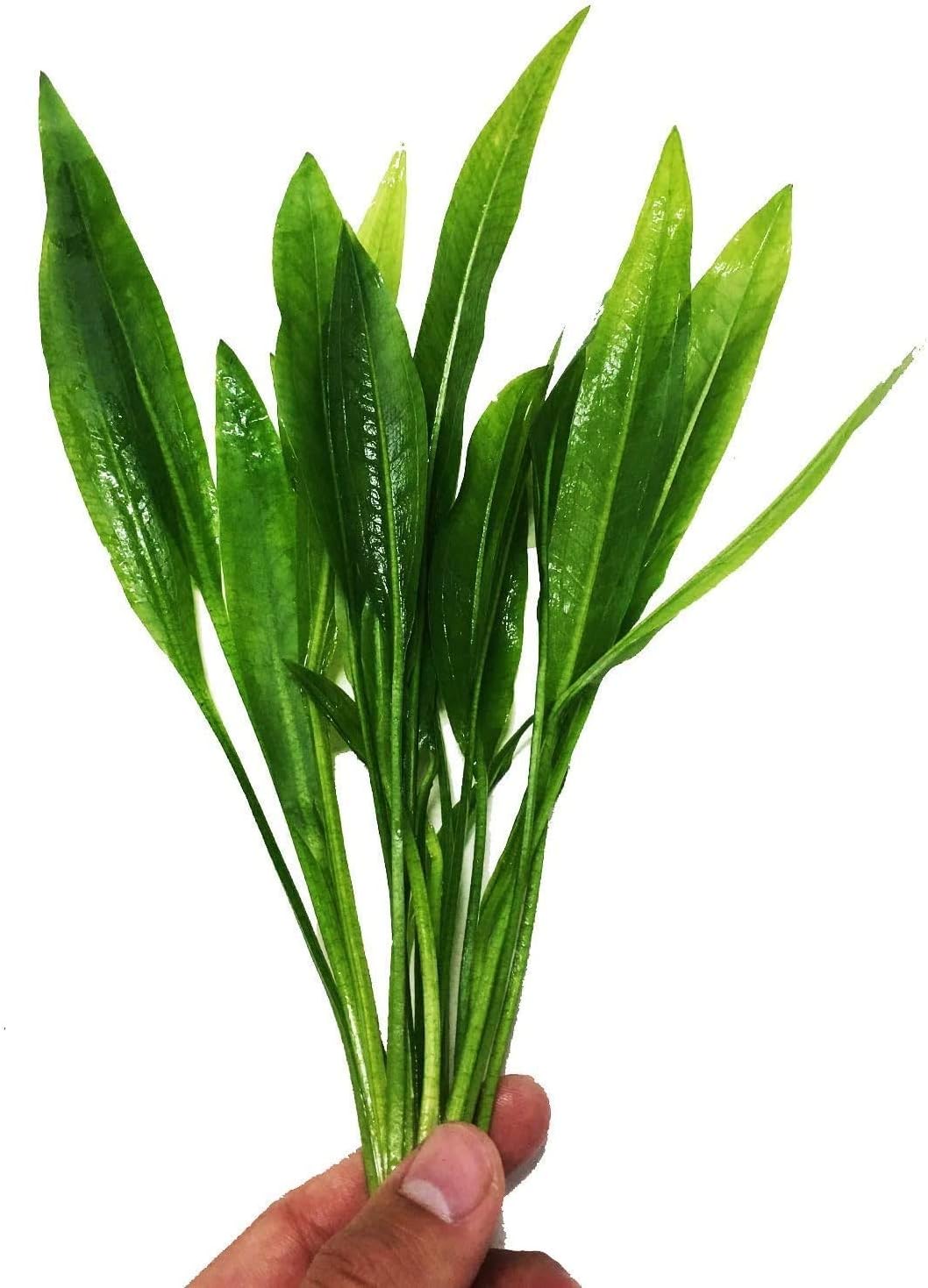 10 Safe Aquatic Plants For Turtles Affordable And LowMaintenance