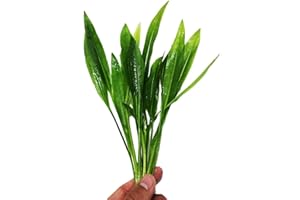 Planterest – Amazon Sword Bundle Medium Easy Background Live Aquarium Plant Decorations BUY2GET1FREE