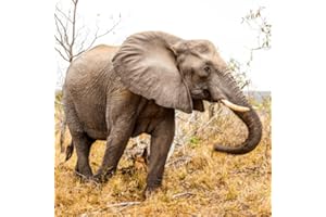 Elephant Scream Sound