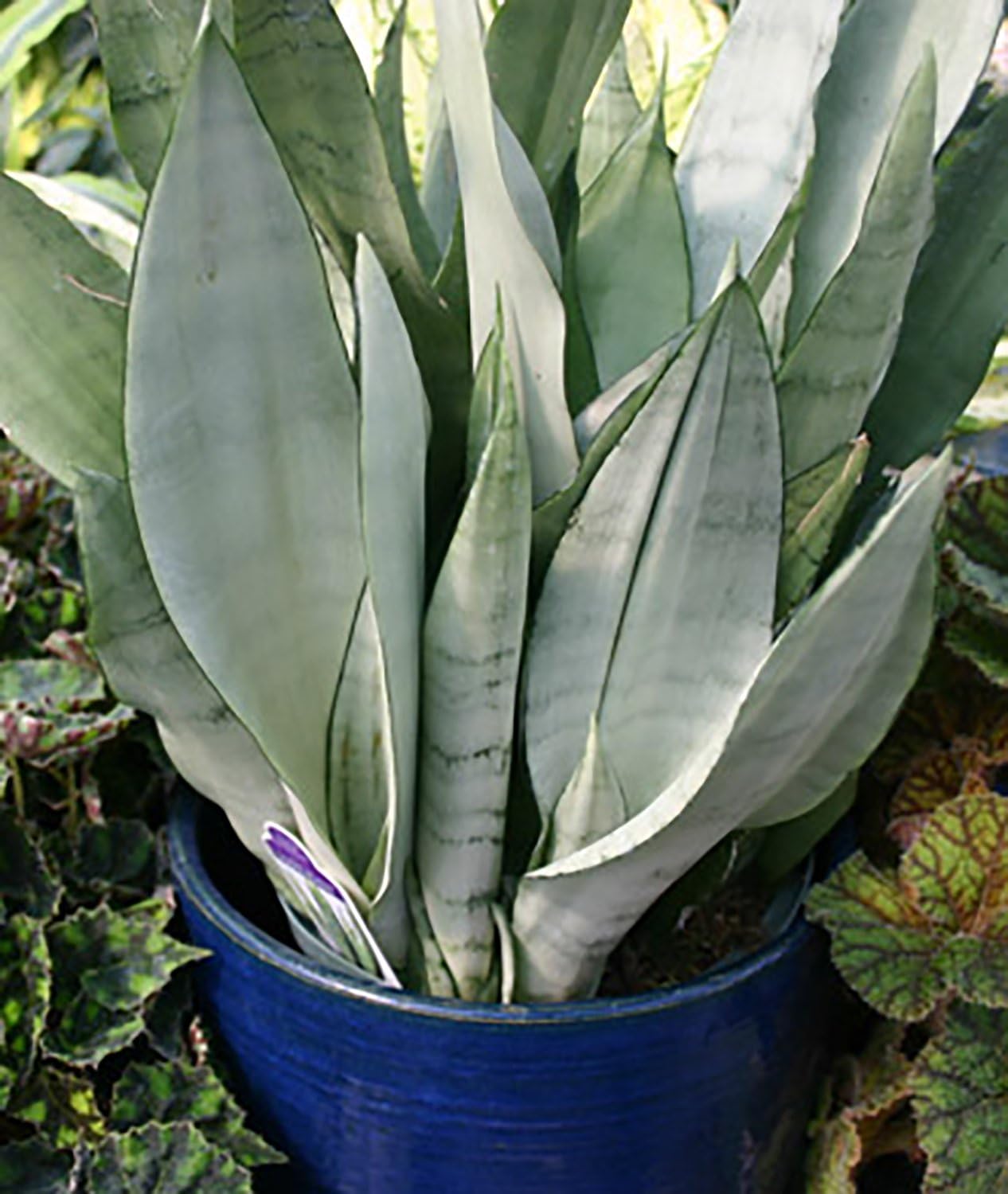 SNAKE MOONSHINE FOLIAGE Live Plant 4 Inches Foliage Indoor Plant