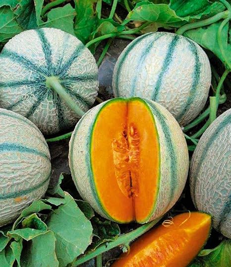 Ultrey Samenshop - Bio Duft-Zuckermelone Samen Mini-Melone Melonesamen Obst Frucht Saatgut saftig Haus Bonsai Pflanze mehrjäh