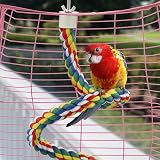 Mygeromon Bird Perch Cage Rope 31.5 Inch Parrot Parakeet Cockatiel Bungee Toy view 4